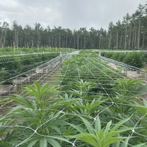 Young plants under netting