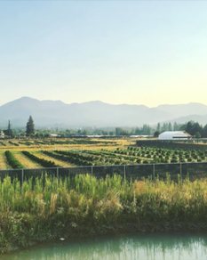Outtie farm vista
