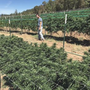 Farmer walking the rows